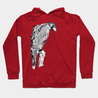 Drawing conversion of Harris Hawk Hoodie